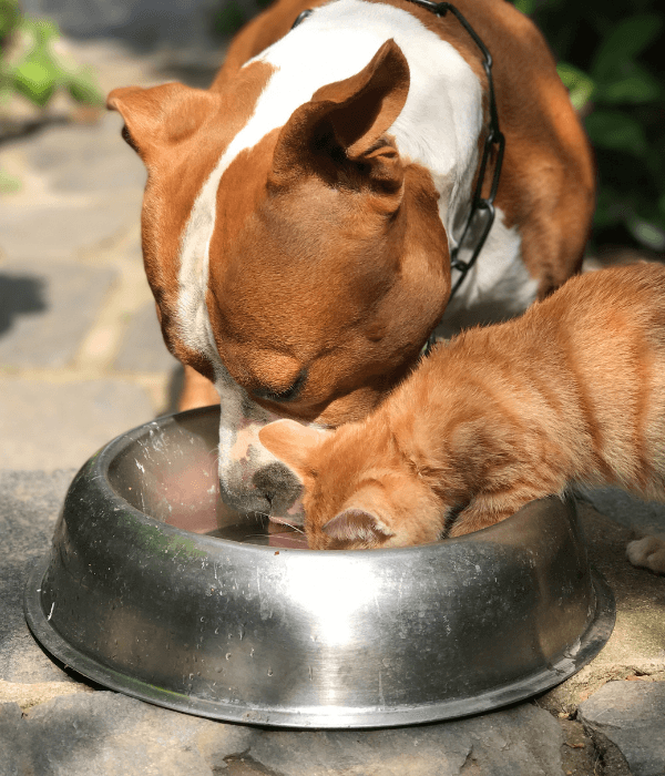Perro y gato juntos, representando las mascotas de BOCO