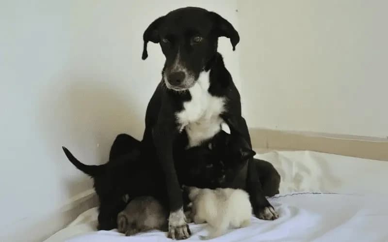 Nuestro primer rescate: Una nueva oportunidad para La Negrita y sus cachorros